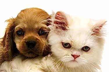 Evcil Hayvanlar ve Allerjiler