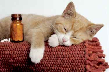 Kedi AIDS hastalığı (FIV)