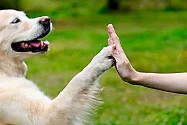 Köpeğiniz İçin 10 İdeal Yaklaşım 