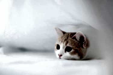 Kedinizin Ağrısı Olduğunu Gösteren Tipik Davranışlar