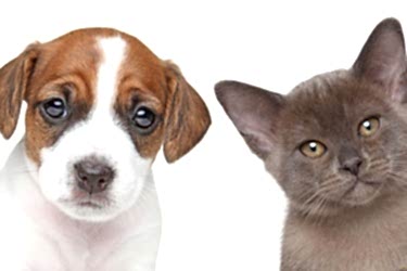 Kedi ve Köpekler İçin Sağlık Sigortası
