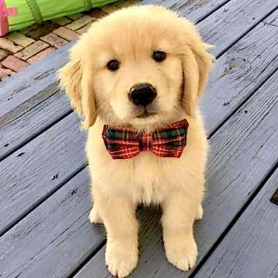 5 Seansta Konaklamasız Yavru Köpek Eğitimi