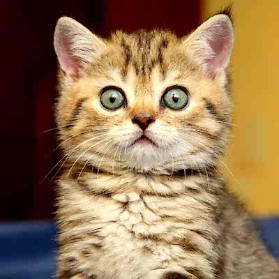 Kedi Psikolojisi / Kedi Psikiyatrisi             (Davranış Bozuklukları )