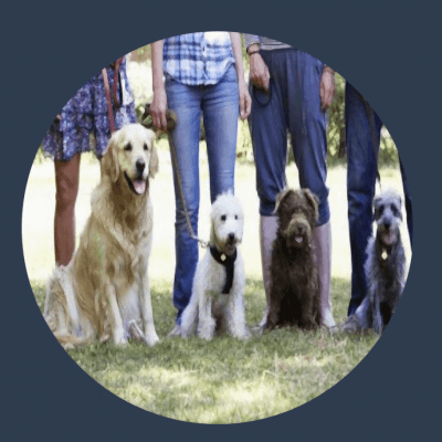 Grup Köpek Eğitimi