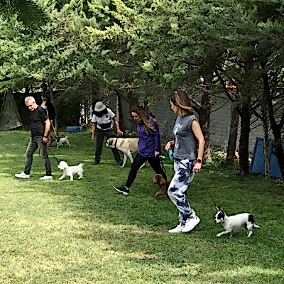 Temel İtaat Eğitimi (Basic Obidience)