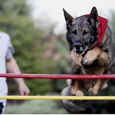 Sportif Eğitimler (Dog Sports)