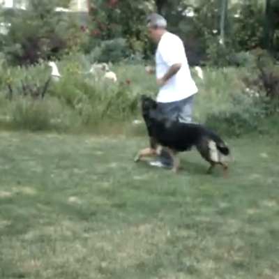 İleri İtaat (Advance Obidience)