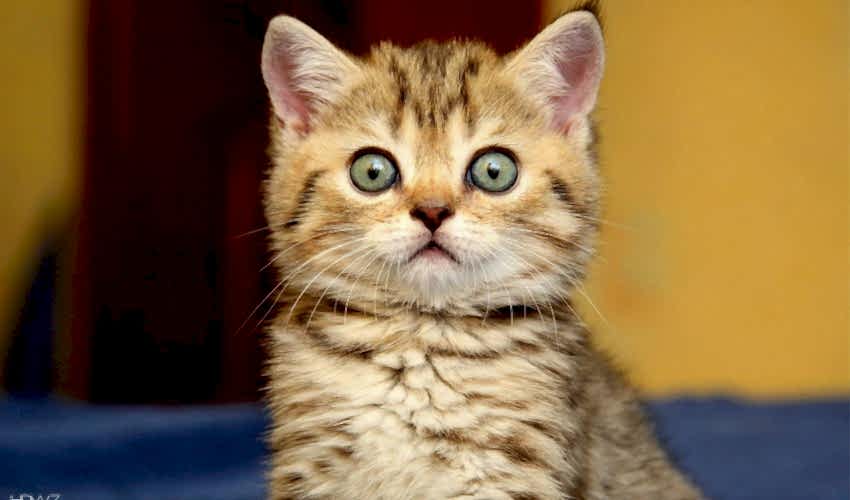 Kedilerde Beden Dili