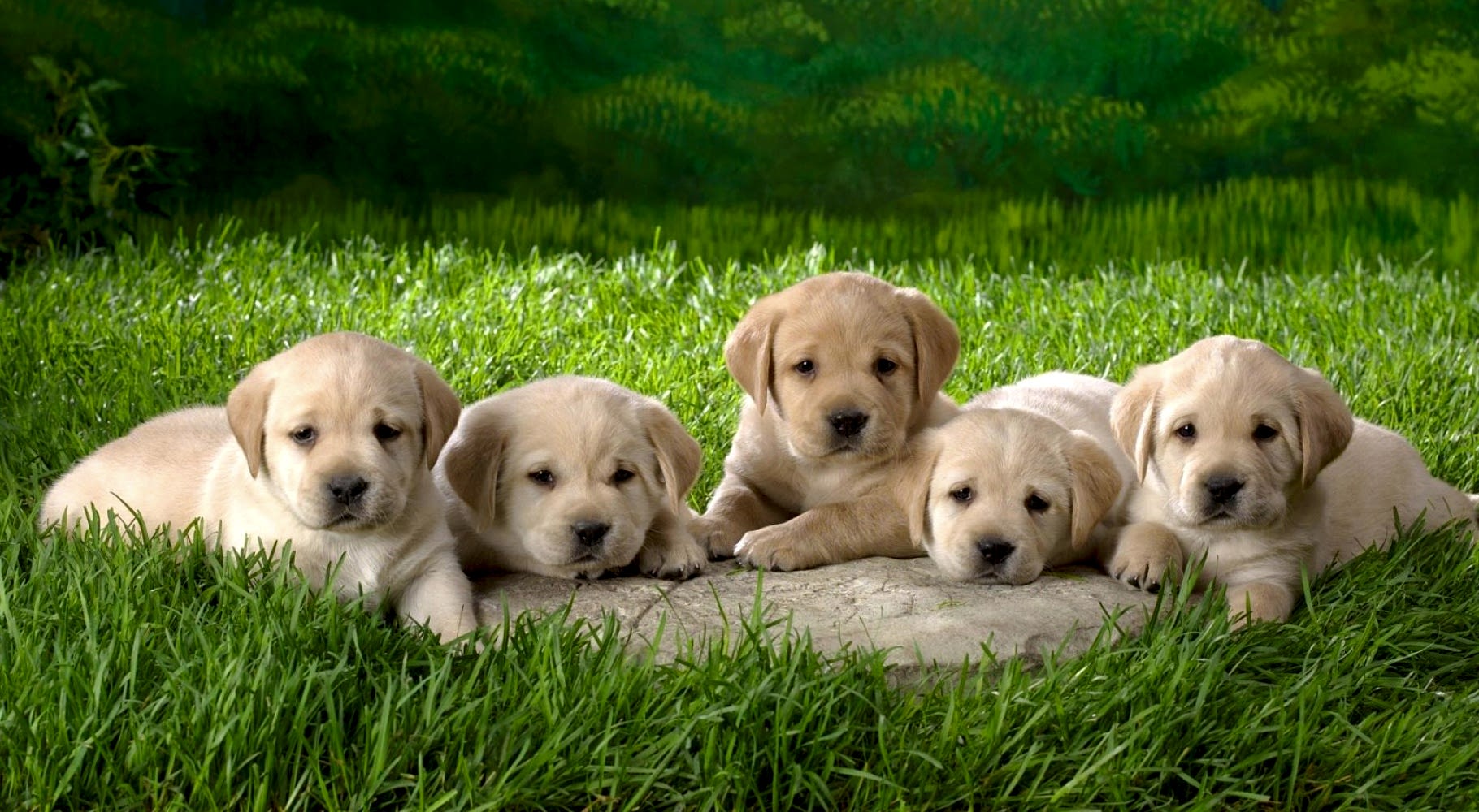 Yavru  KÖPEK EĞİTİMİ